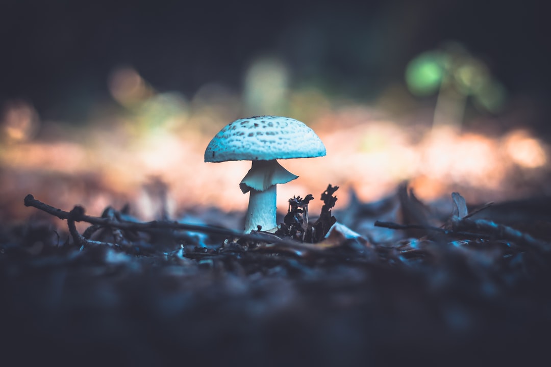 Photo Mushroom illustration